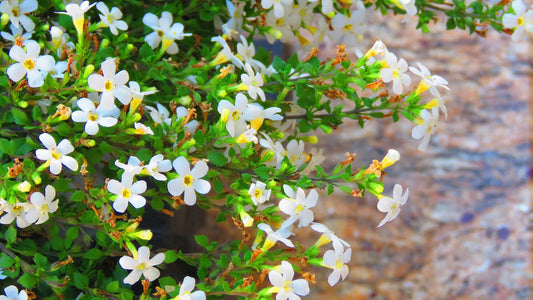 Brahmi-Benefits,-Uses-and-Side-Effects-for-Children